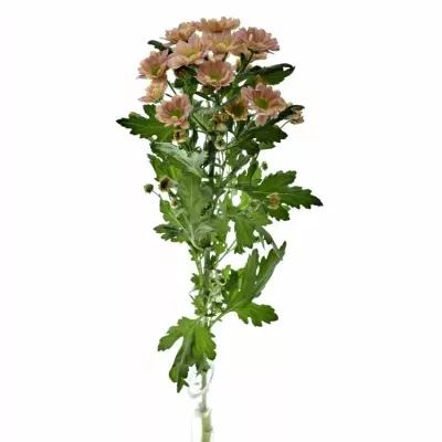 Chrysanthema SAN ROSSI SMOKEY 1200g