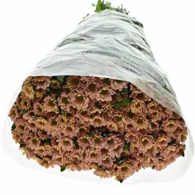 Chrysanthema SAN ROSSI SMOKEY 1200g