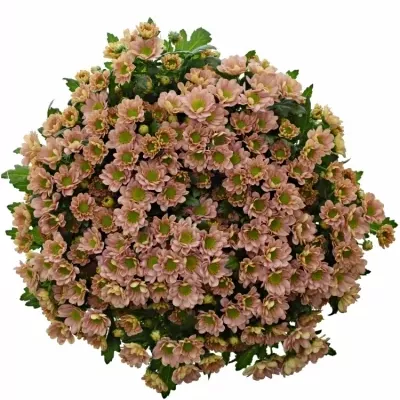 Chrysanthema SAN ROSSI SMOKEY 1200g