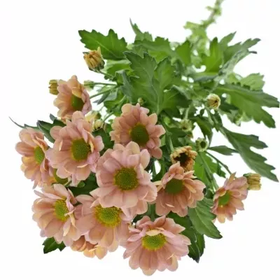 Chrysanthema SAN ROSSI SMOKEY 1200g