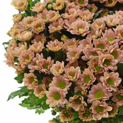 Chrysanthema SAN ROSSI SMOKEY 1200g