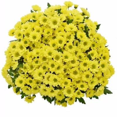 CHRYSANTHEMA SAN ROSSI SUNNY