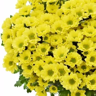 CHRYSANTHEMA SAN ROSSI SUNNY