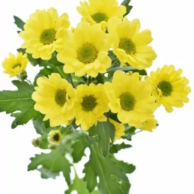 CHRYSANTHEMA SAN ROSSI SUNNY