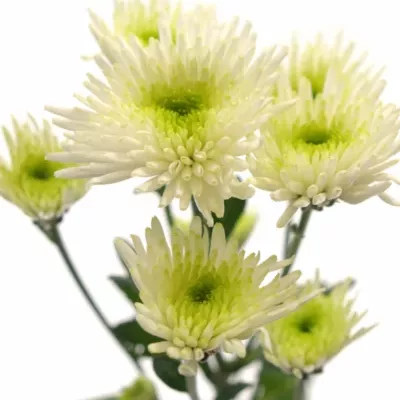 CHRYSANTHEMA SAN SANGI