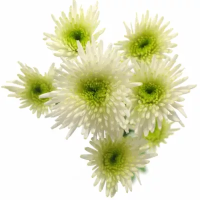 CHRYSANTHEMA SAN SANGI