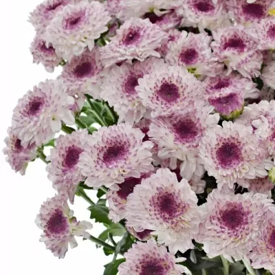 CHRYSANTHEMA T ABBEY 90g