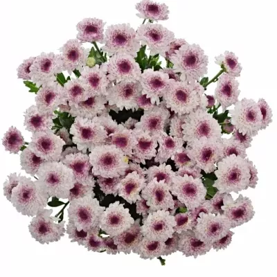 CHRYSANTHEMA T ABBEY 90g