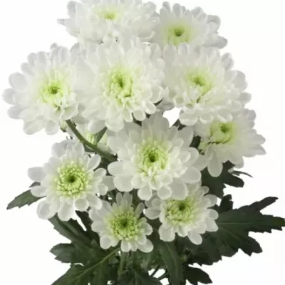 CHRYSANTHEMA T ALTAJ 105g