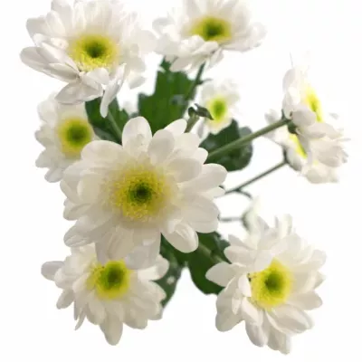 CHRYSANTHEMA T ARMIN