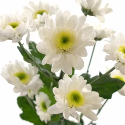 CHRYSANTHEMA T ARMIN