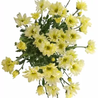 CHRYSANTHEMA T BACARDI CREAM