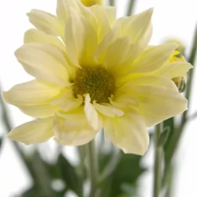 CHRYSANTHEMA T BACARDI CREAM