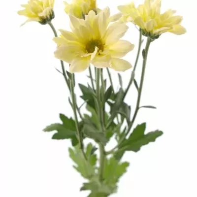 CHRYSANTHEMA T BACARDI CREAM