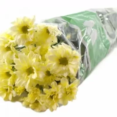 CHRYSANTHEMA T BACARDI CREAM