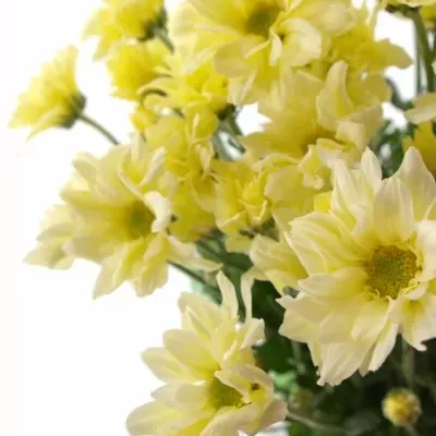 CHRYSANTHEMA T BACARDI CREAM