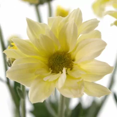 CHRYSANTHEMA T BACARDI CREAM