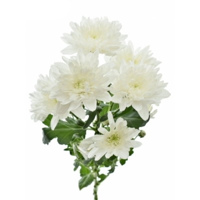 CHRYSANTHEMA T BALTICA