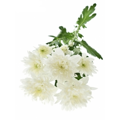 CHRYSANTHEMA T BALTICA