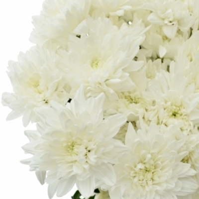 CHRYSANTHEMA T BALTICA