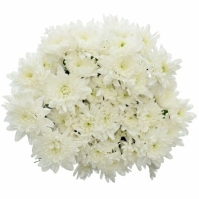 CHRYSANTHEMA T BALTICA