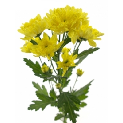 CHRYSANTHEMA T BALTICA YELLOW