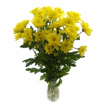 CHRYSANTHEMA T BALTICA YELLOW