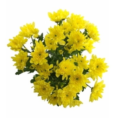 CHRYSANTHEMA T BALTICA YELLOW