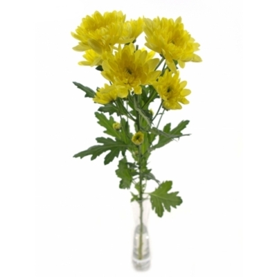 CHRYSANTHEMA T BALTICA YELLOW