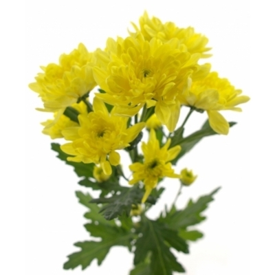 CHRYSANTHEMA T BALTICA YELLOW