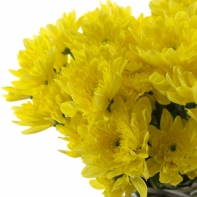 CHRYSANTHEMA T BALTICA YELLOW