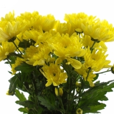 CHRYSANTHEMA T BALTICA YELLOW