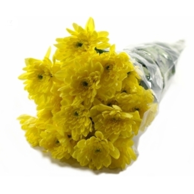 CHRYSANTHEMA T BALTICA YELLOW