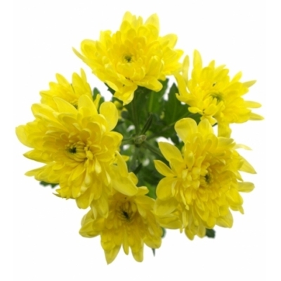 CHRYSANTHEMA T BALTICA YELLOW