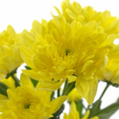 CHRYSANTHEMA T BALTICA YELLOW