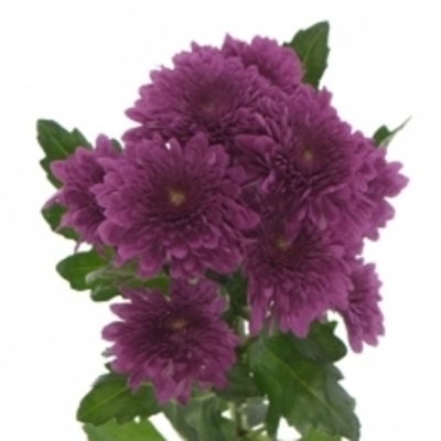 CHRYSANTHEMA T BARCA SPLENDID