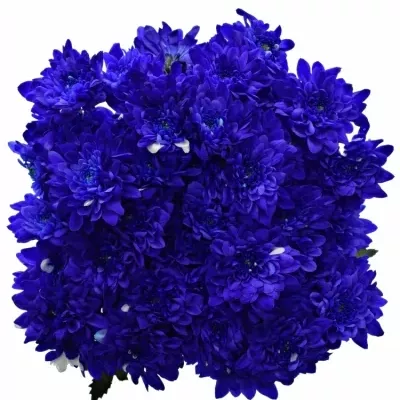 CHRYSANTHEMA T BARV. BACARDI BLUE 80g