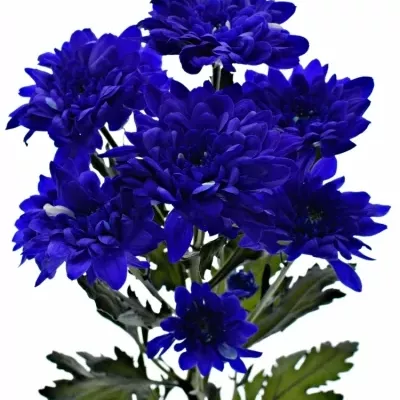 CHRYSANTHEMA T BARV. BACARDI BLUE 80g