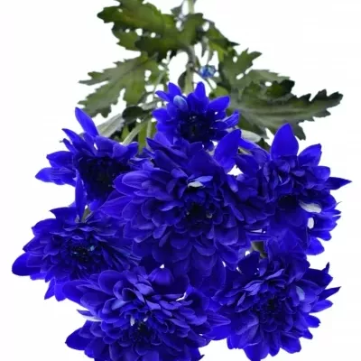 CHRYSANTHEMA T BARV. BACARDI BLUE 80g