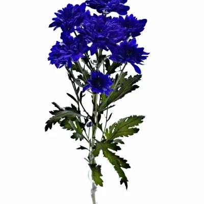 CHRYSANTHEMA T BARV. BACARDI BLUE 80g