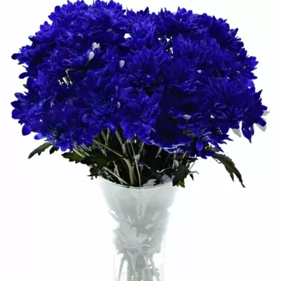 CHRYSANTHEMA T BARV. BACARDI BLUE 80g