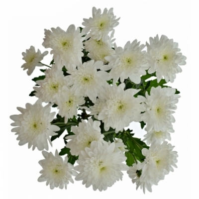 CHRYSANTHEMA T BONITA