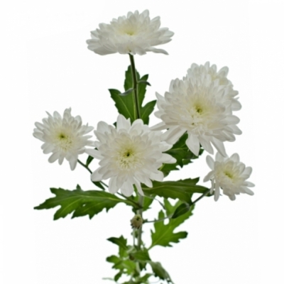 CHRYSANTHEMA T BONITA