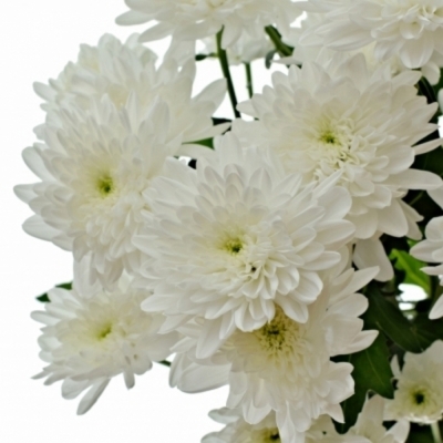 CHRYSANTHEMA T BONITA