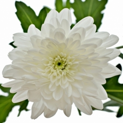 CHRYSANTHEMA T BONITA