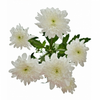 CHRYSANTHEMA T BONITA