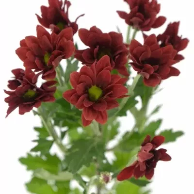 CHRYSANTHEMA T BONTEMPI 