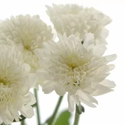 CHRYSANTHEMA T EURO