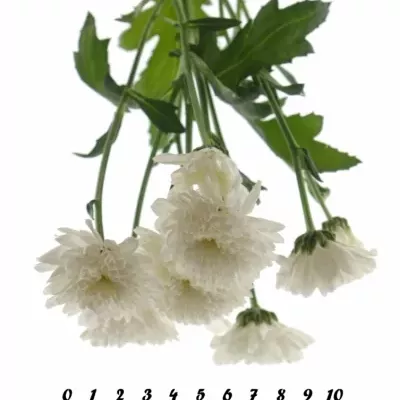 CHRYSANTHEMA T EURO