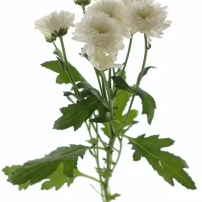 CHRYSANTHEMA T EURO